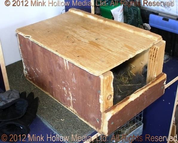 Wooden nestbox: Wooden ones made using plywood, 1×4“ boards, 2×2”. They
measure approximately 18“ deep x 12” wide x 9“ high. I have built a few
that are higher (about 12”) for my bigger does. The does love to sit on top,
so the lid is important. As I breed year-round, I also think the does help to... Wooden nestbox: Wooden ones made using plywood, 1×4“ boards, 2×2”. They
measure approximately 18“ deep x 12” wide x 9“ high. I have built a few
that are higher (about 12”) for my bigger does. The does love to sit on top,
so the lid is important. As I breed year-round, I also think the does help to...