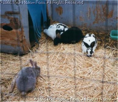 sm-rabbits-96.jpg sm-rabbits-96.jpg