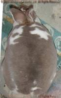Yasmin (broken lynx) Wedgewood X Wilbur