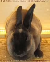 wingnut-2019-11-01-16-52-39_wm.jpg