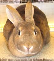dustbunny-2021-04-05-17-00-19_wm.jpg