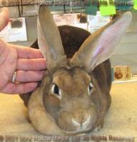 dustbun-2021-05-25-17-34-38_wm.jpg
