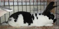 Heckle (broken black) MTR's Stride X Rosewater's Gladys