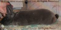 Redwood's Thor (blue) littermate to Venus