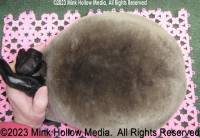 rowlf-2023-11-05-19-41-15_wm.jpg