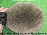 rowlf-2023-08-31-13-27-19_wm.jpg