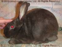 YIC1 (chocolate DOE) Zephyr X Zelda