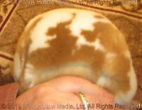 crunchie-2019-11-04-18-29-48_wm.jpg