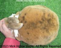 freckles-2023-08-31-13-25-25_wm.jpg