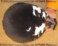 decoy-2020-11-01-15-47-21_wm.jpg