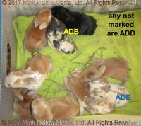 adb-add-ade-2017-04-17_17-23-27_wm.jpg