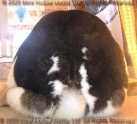 coco-2020-09-27-15-40-14_wm.jpg