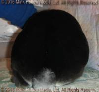 waldo-2016-06-23_15-12-19_wm.jpg