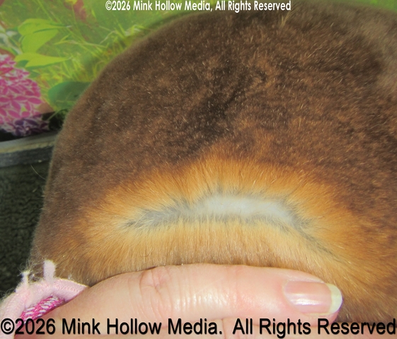 hickory-hk024-2025-06-02-18-46_062_wm.jpg